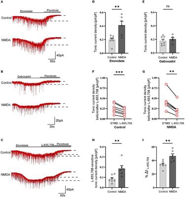 Bidirectional plasticity of GABAergic tonic inhibition in hippocampal somatostatin- and parvalbumin-containing interneurons